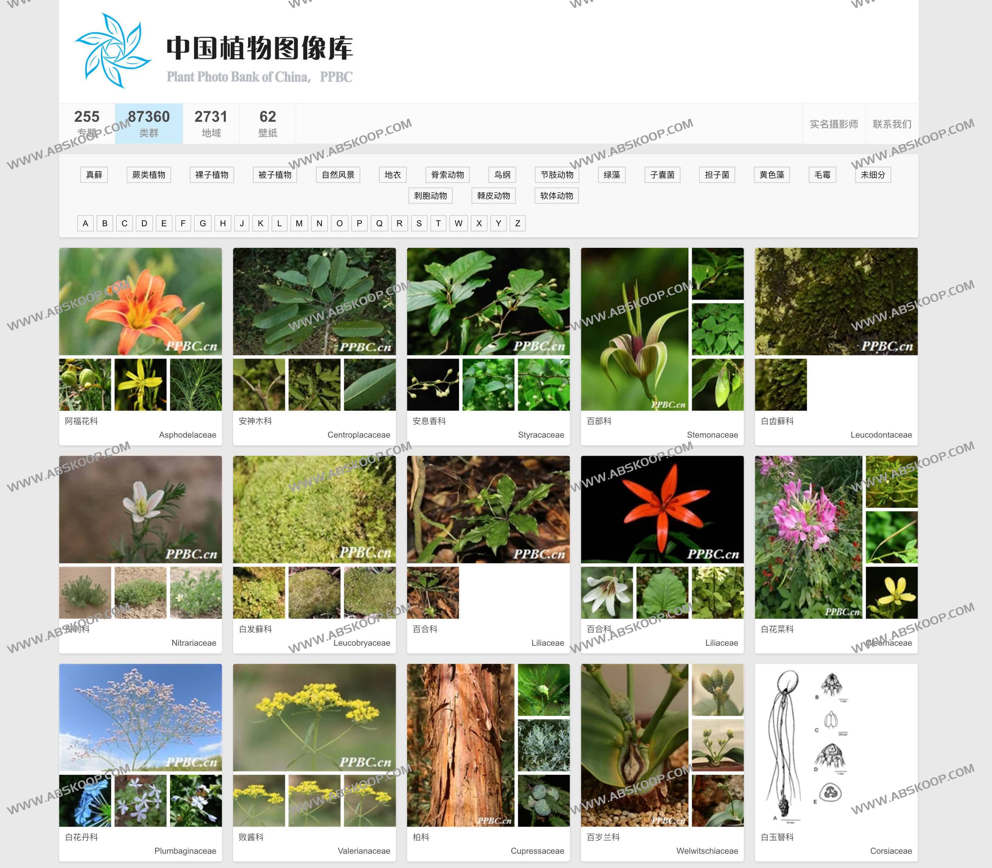 最大的植物分类图片库-PPBC中国植物图像库