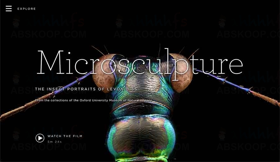 超清昆虫微距摄影图片-Microsculpture