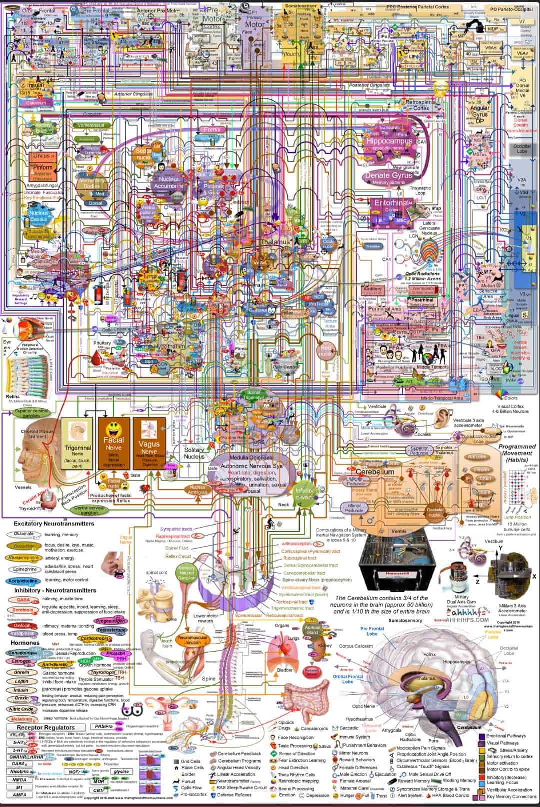 人类大脑功能高清图解-The Highest of The Mountains人类大脑功能高清图解-The Highest of The Mountains